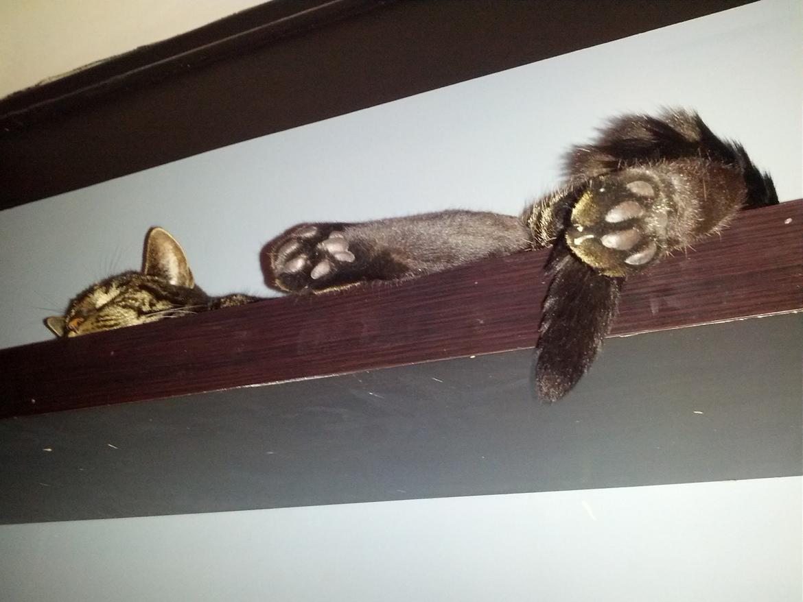 Huskat Amanda Tapping the Cat - Udfladning billede 17