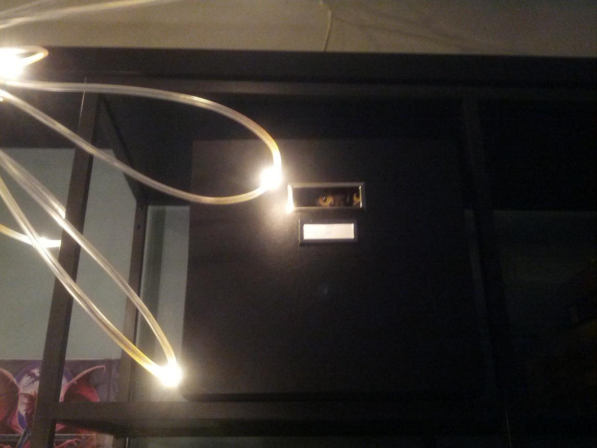 Huskat Amanda Tapping the Cat - Den hemmelige katteagent er gået dybt dybt undercover! billede 18