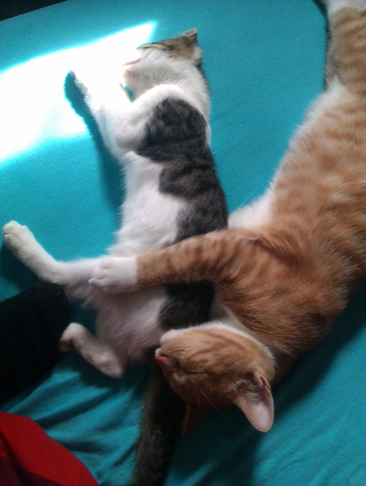 Huskat Batman billede 6