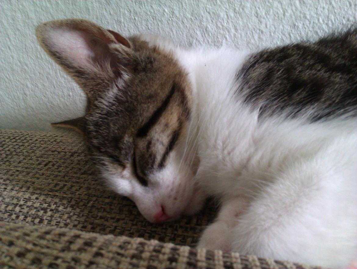 Huskat Batman billede 7