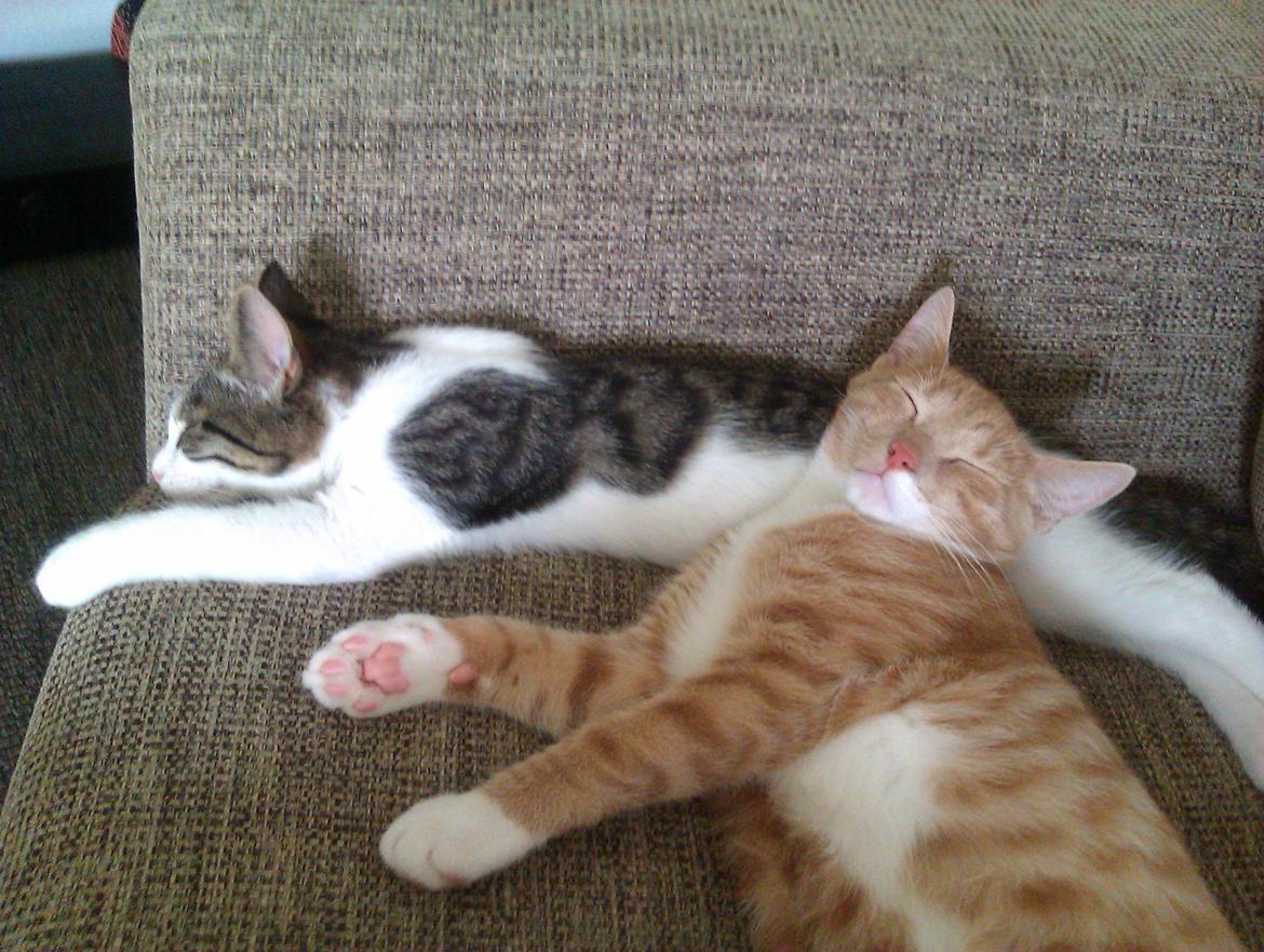 Huskat Batman billede 8