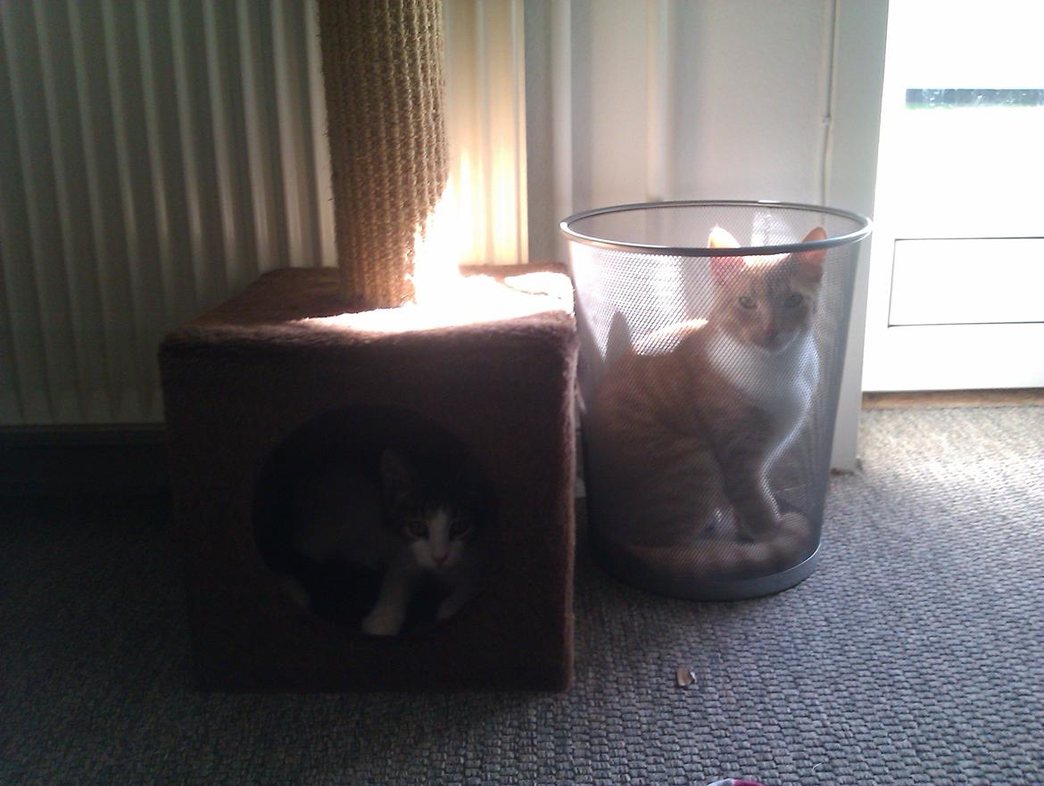 Huskat Batman billede 9