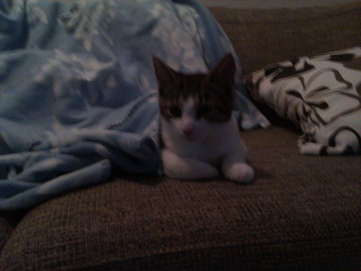 Huskat Batman billede 10