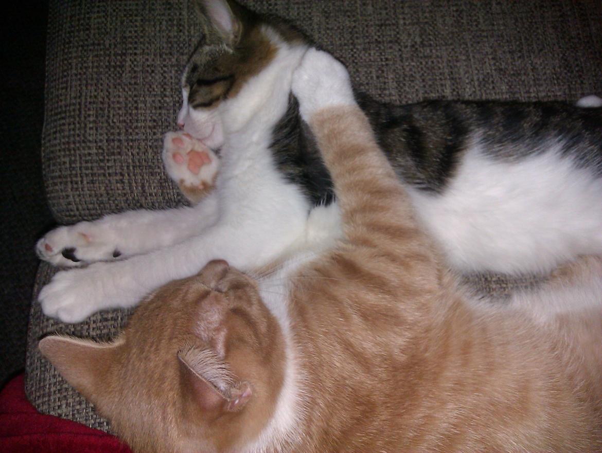 Huskat Batman billede 12