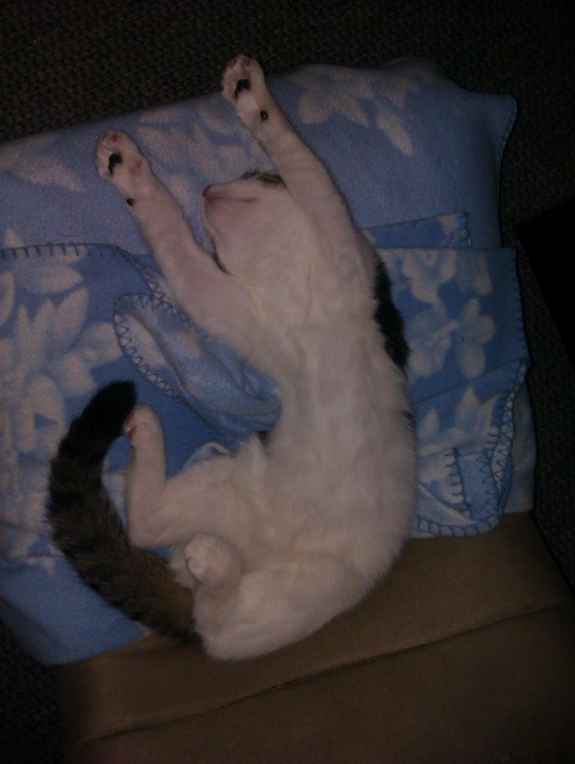 Huskat Batman billede 13