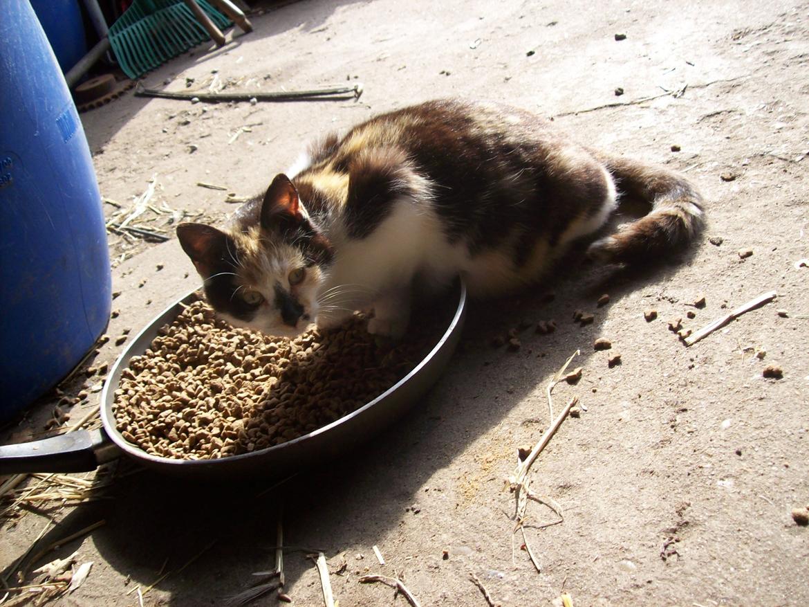 Huskat Puma billede 4