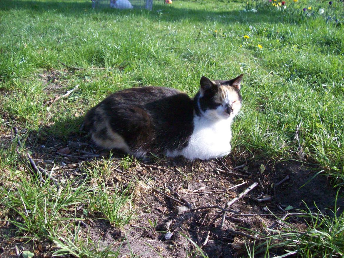 Huskat Puma billede 5