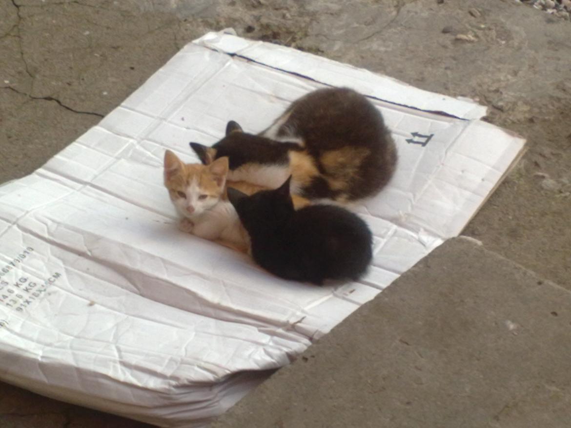 Huskat Puma billede 6