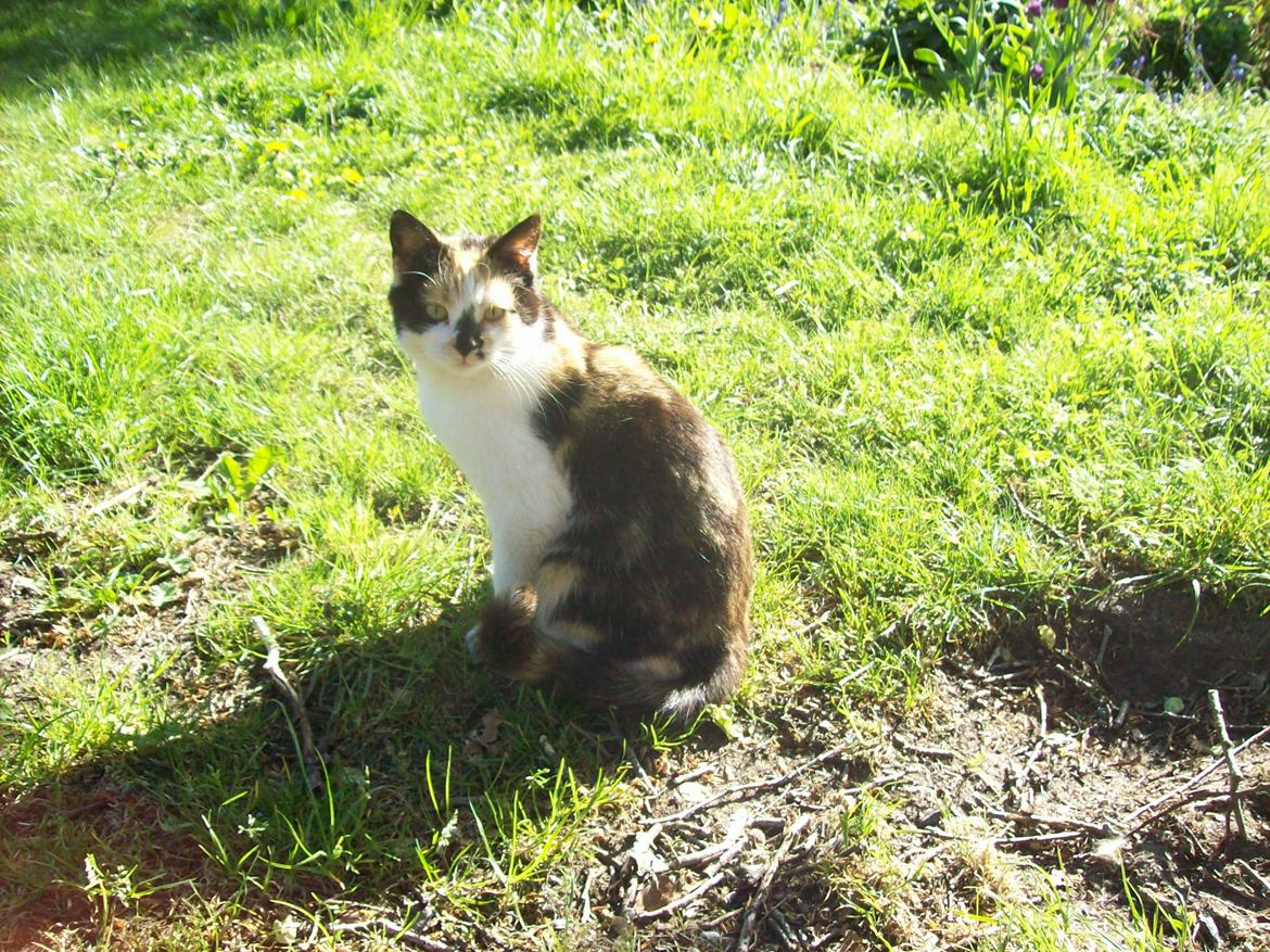 Huskat Puma billede 9