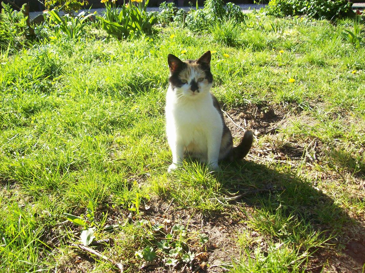 Huskat Puma billede 10