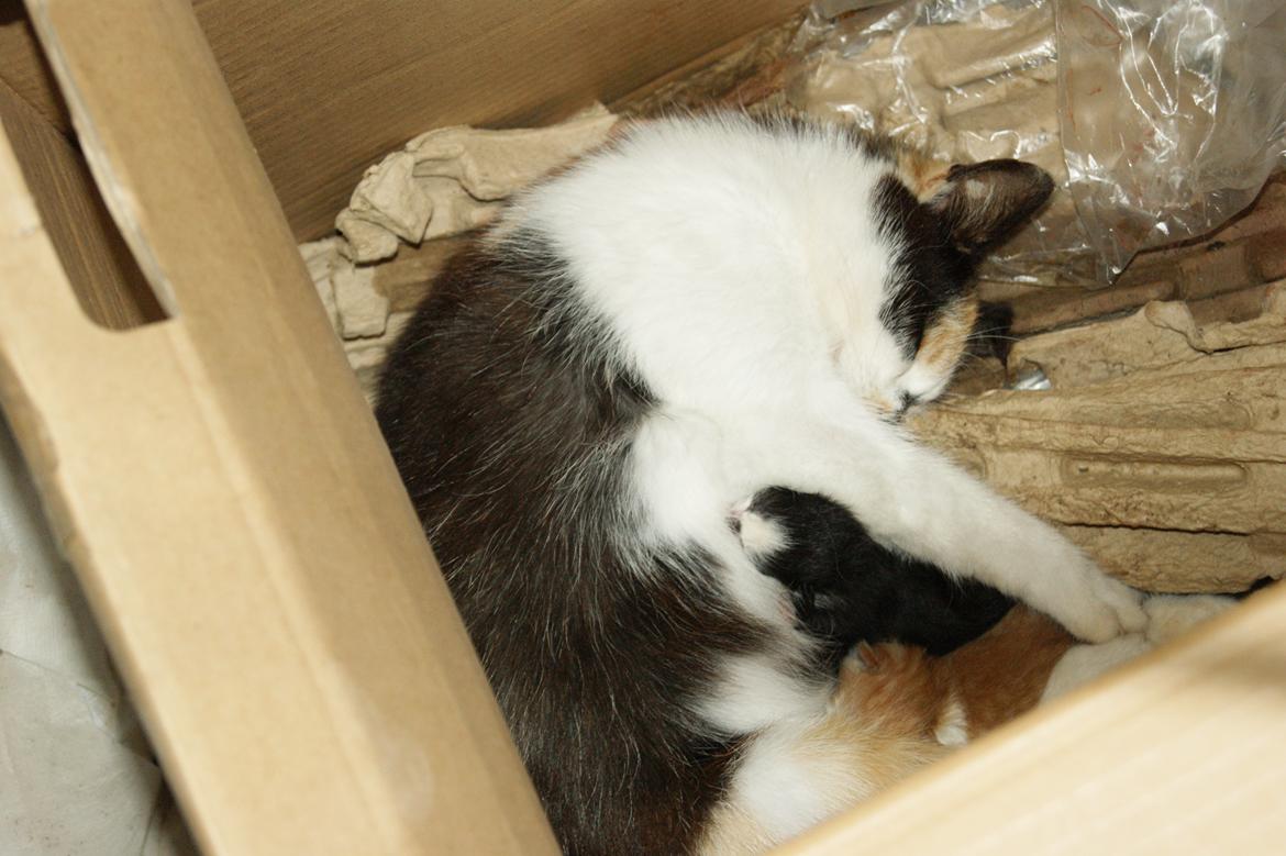 Huskat Puma - :') billede 7