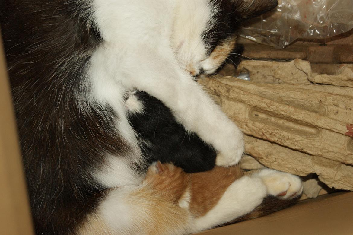 Huskat Puma billede 8