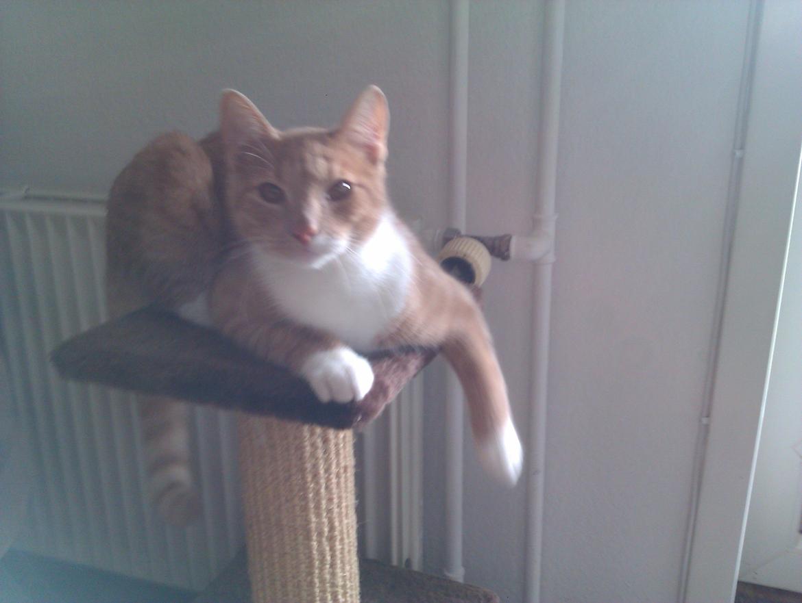 Huskat Samson billede 13