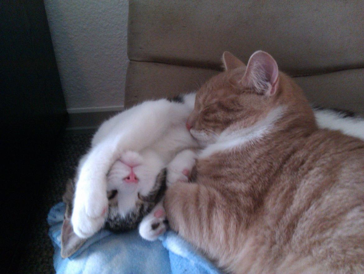 Huskat Samson billede 14