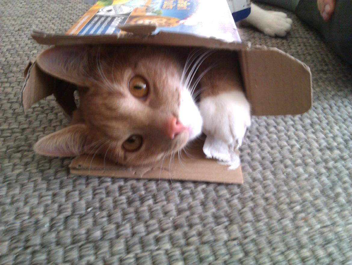 Huskat Samson billede 16