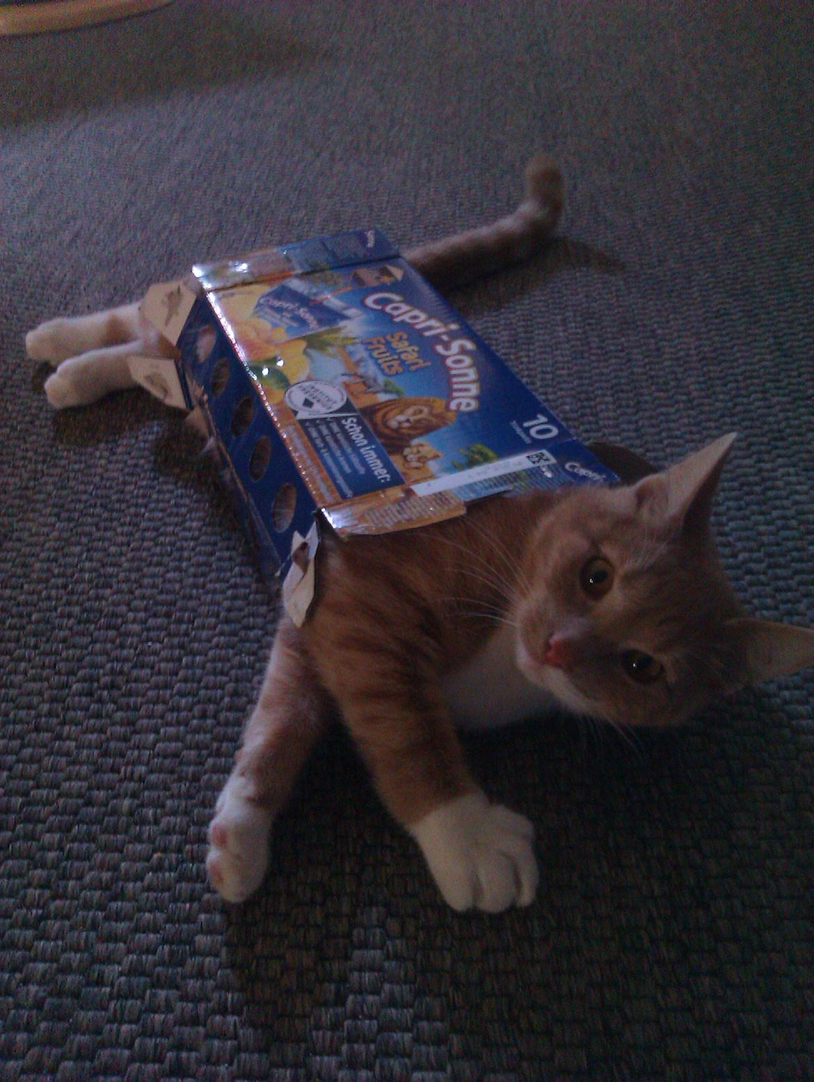 Huskat Samson billede 17