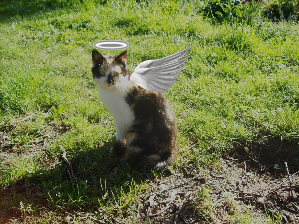 Huskat Puma - Sov godt lille du <3 billede 11