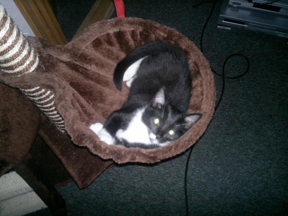 Huskat Fnuller - puttetid.. billede 5