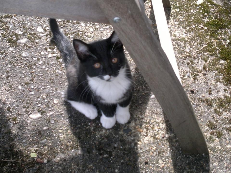 Huskat Fnuller - nyder sommeren i haven.. billede 1