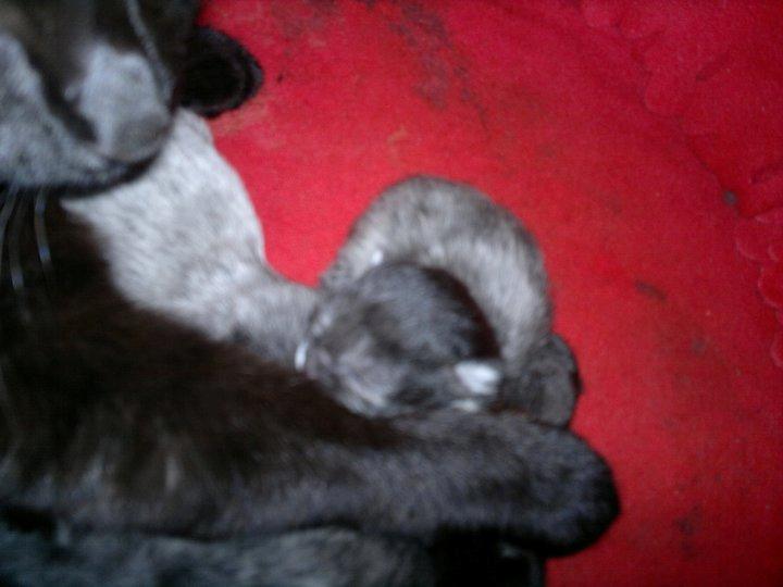 Huskat Fnuller - næsten nyfødt.. billede 2