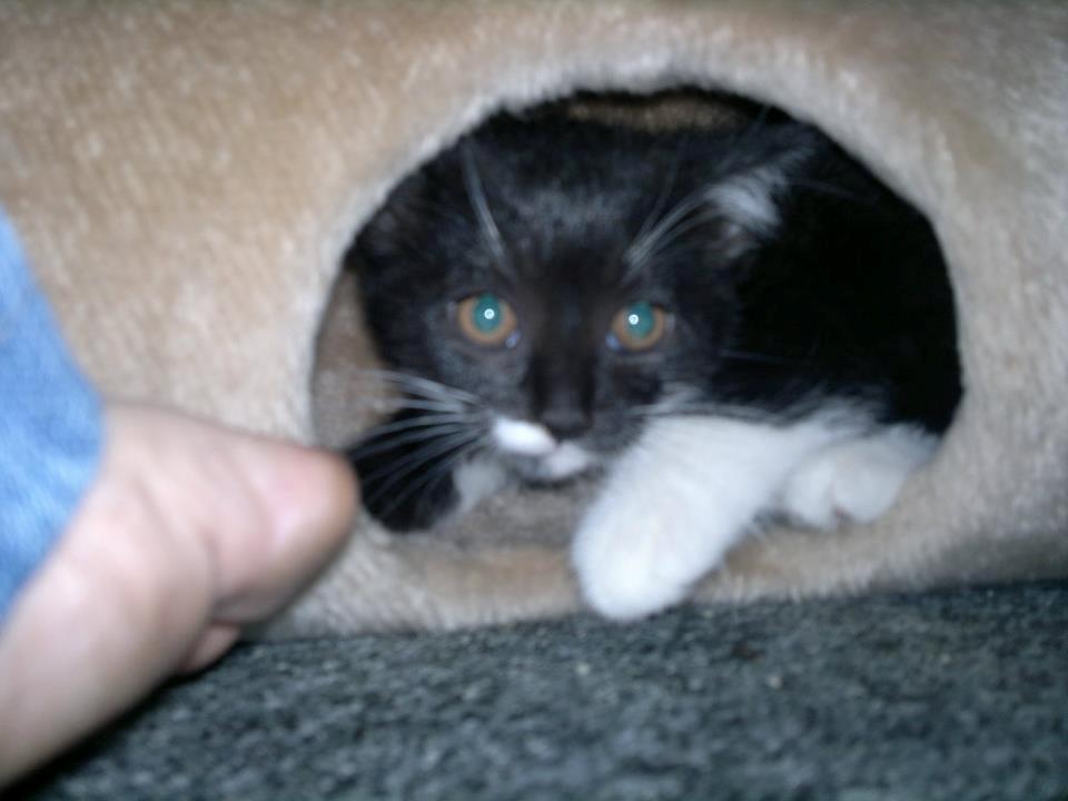 Huskat Fnuller - da jeg stadig kunne være i vippen.. billede 4