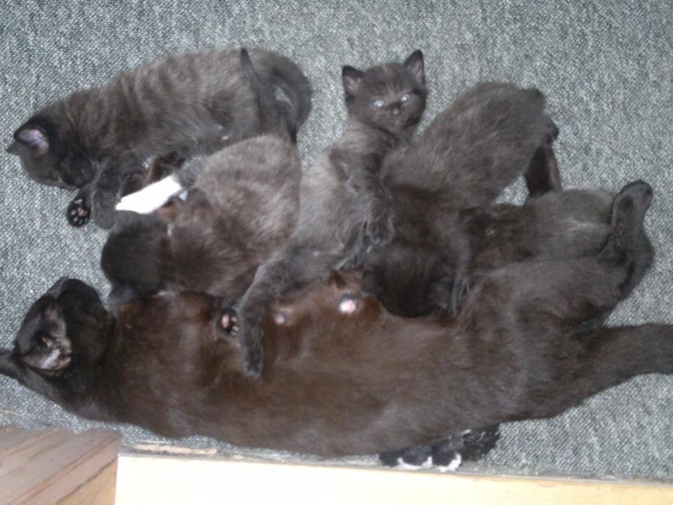 Huskat Gizmo aka Giz - mig og mine søskende og Misse mor.. billede 2