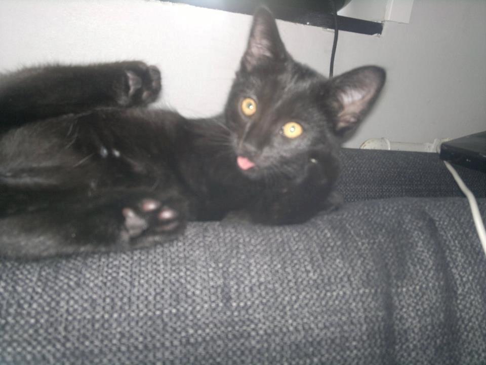 Huskat Gizmo aka Giz - frække mis... billede 3