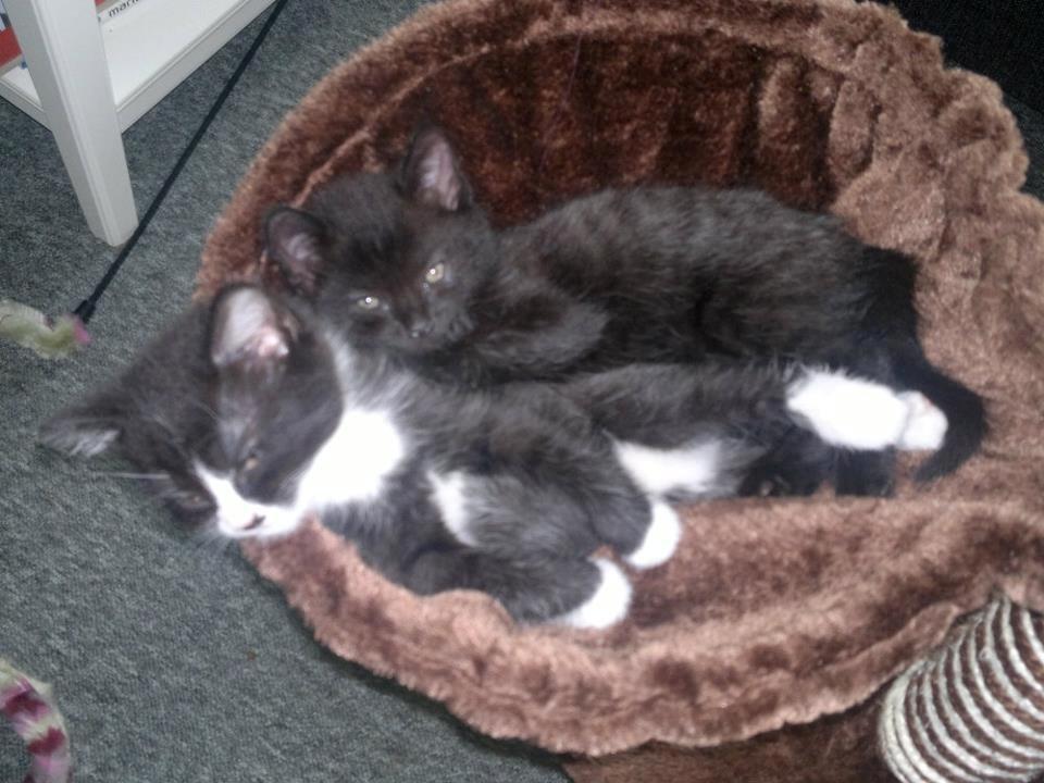 Huskat Gizmo aka Giz - Mig og min søster J.. billede 5