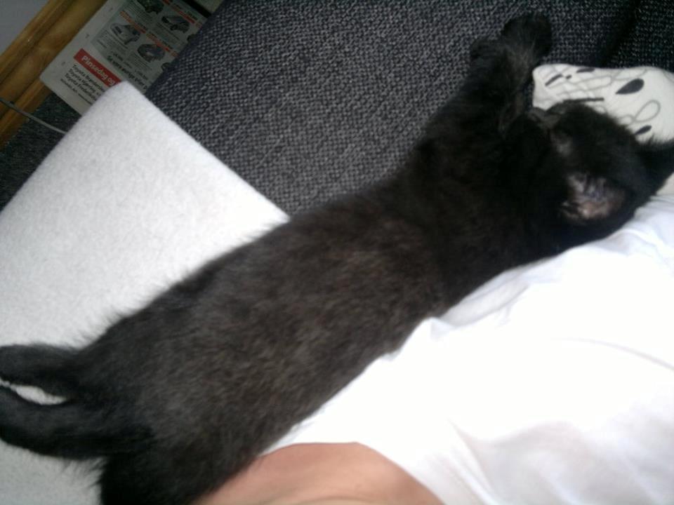 Huskat Gizmo aka Giz - puttemis billede 4