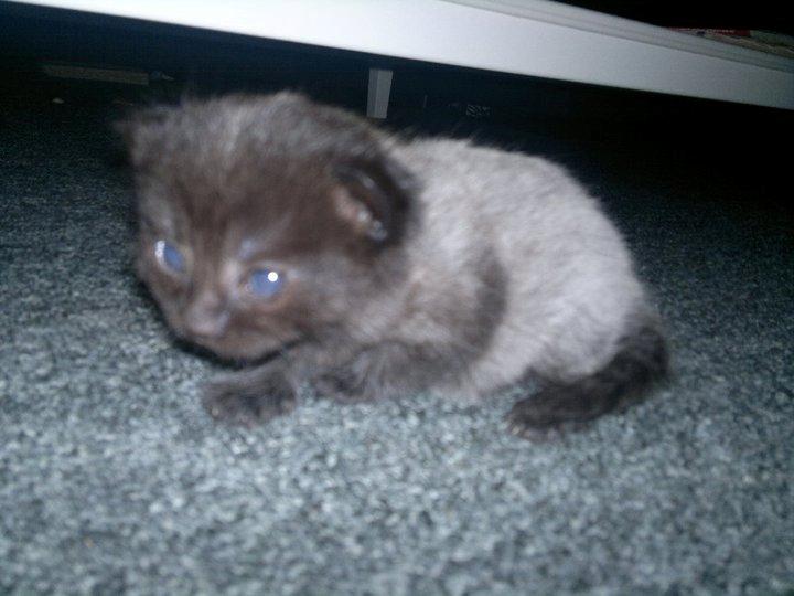 Huskat Mohawk aka MO - Da jeg var killing var jeg mest grå...  billede 5