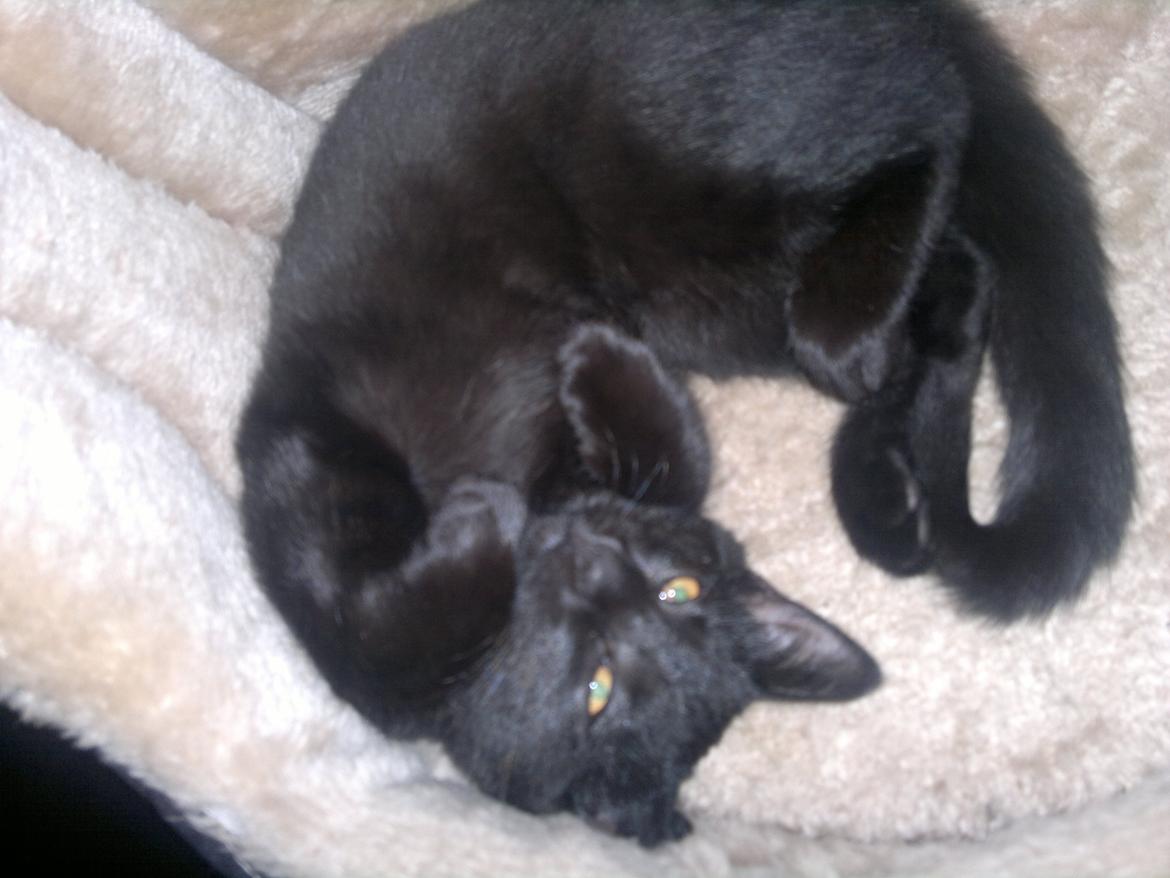 Huskat Mohawk aka MO - Jeg putter gerne... billede 9