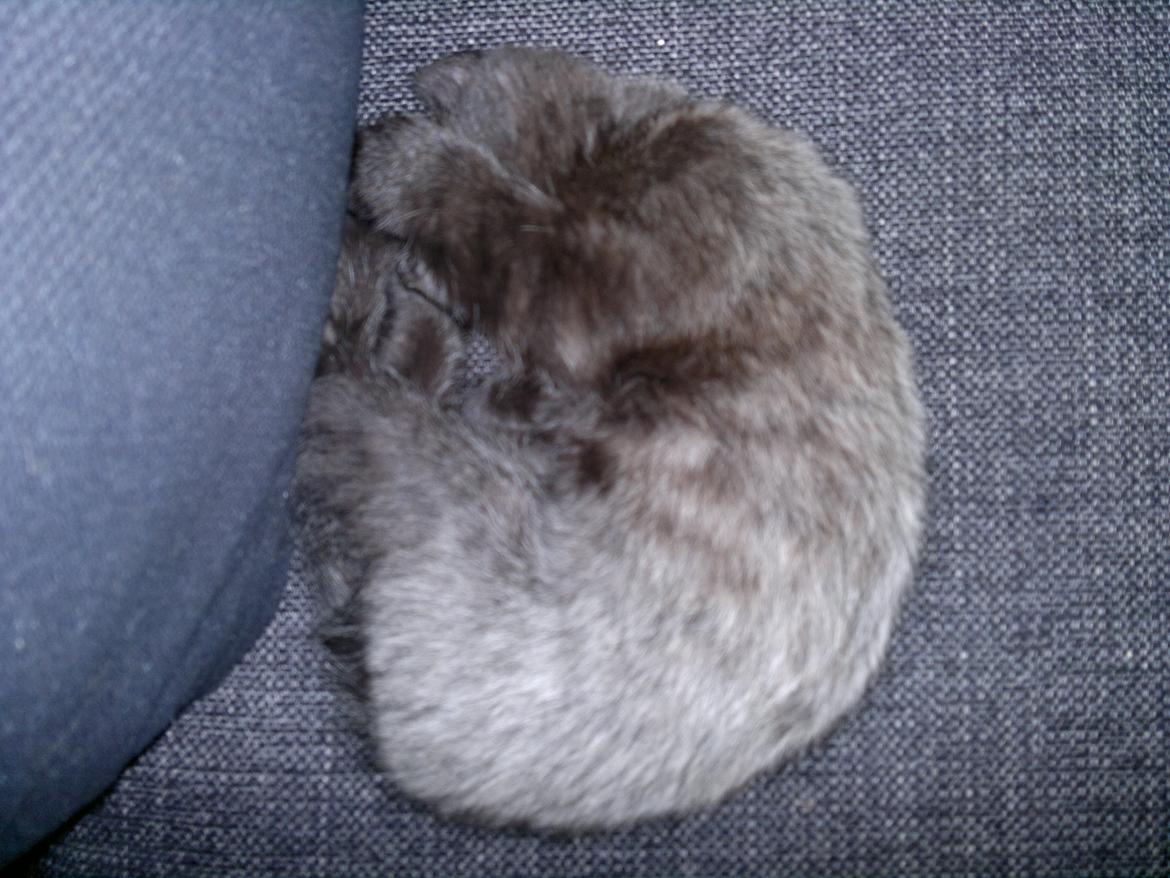 Huskat Mohawk aka MO - en lille grå mis billede 3