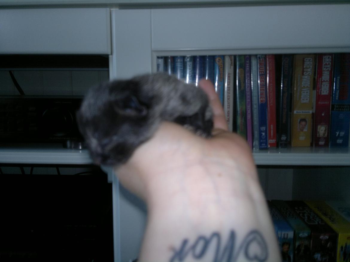 Huskat Mohawk aka MO - ny født... billede 2