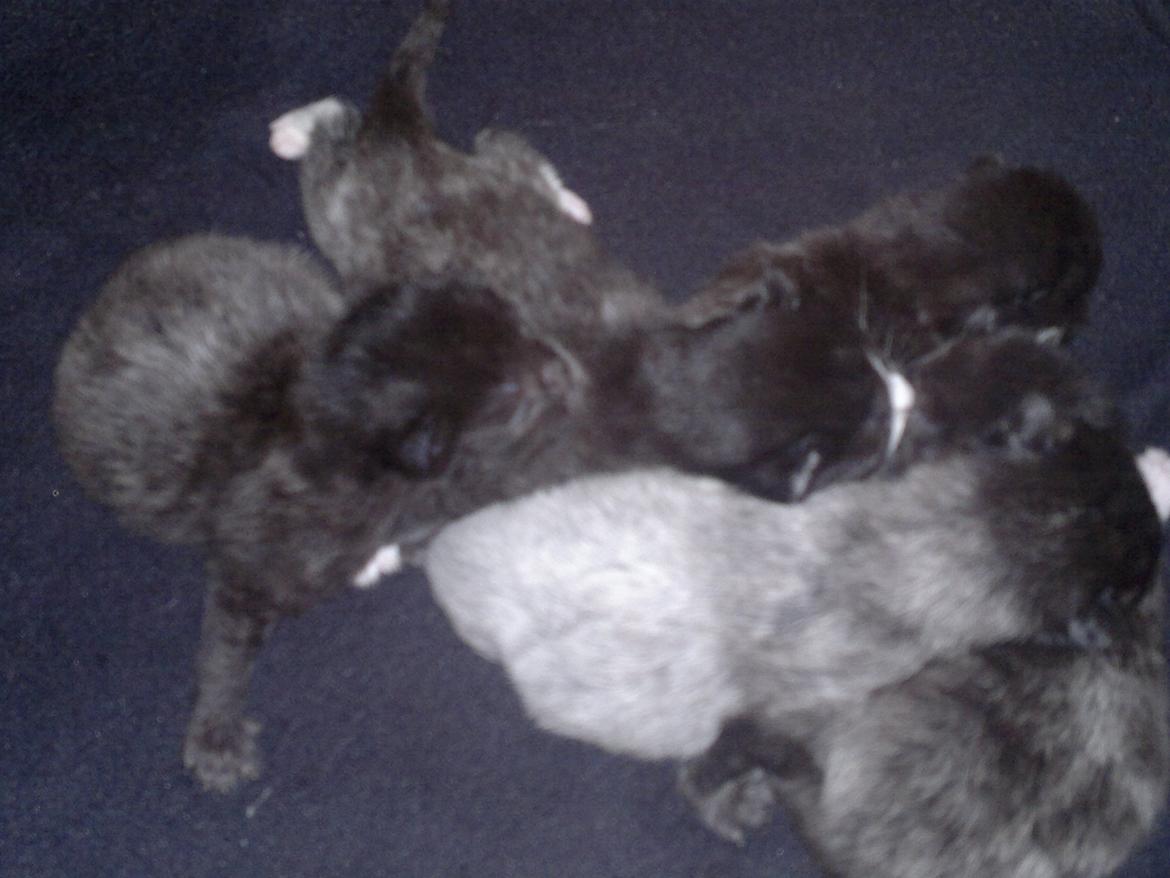 Huskat Mohawk aka MO - det er mig med den helt lysegrå bagdel.. billede 4