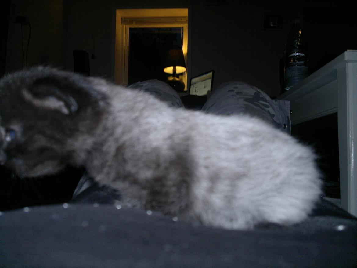 Huskat Mohawk aka MO - På maven af min menneske.. billede 7