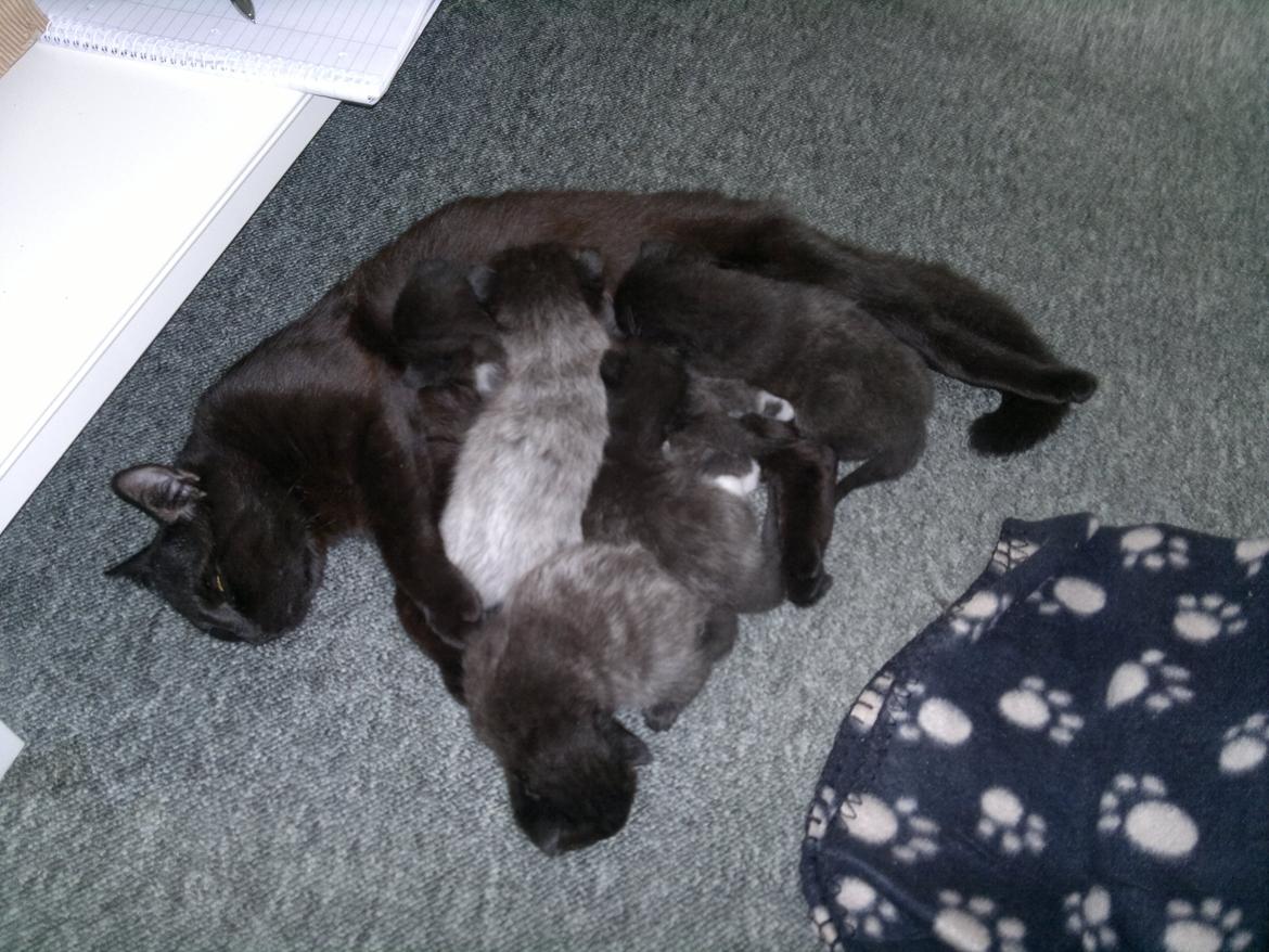 Huskat Mohawk aka MO - Kan du finde mig?? billede 6