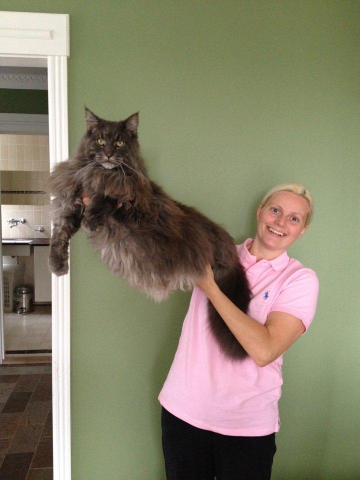 Maine Coon Ferdinand billede 1