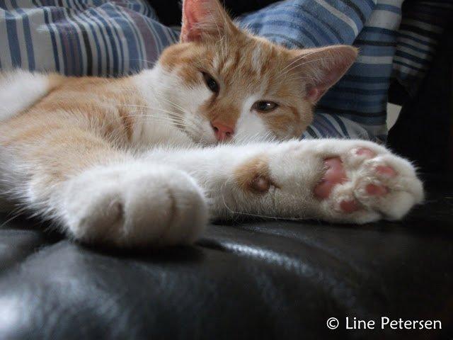 Huskat Bøv billede 1