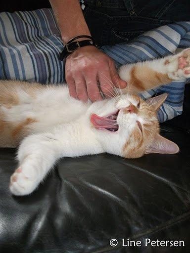 Huskat Bøv billede 2