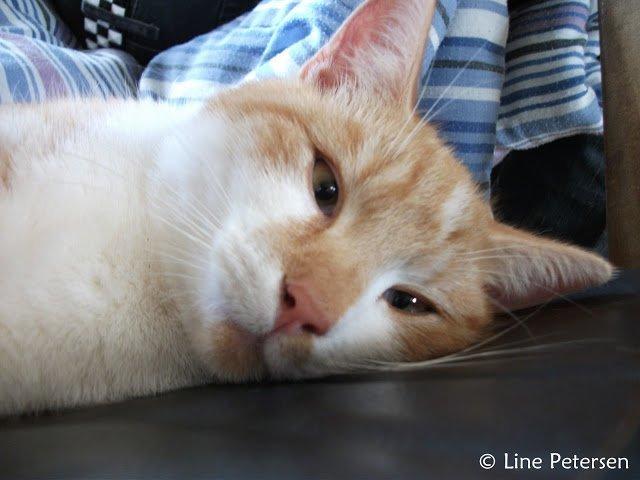 Huskat Bøv billede 3