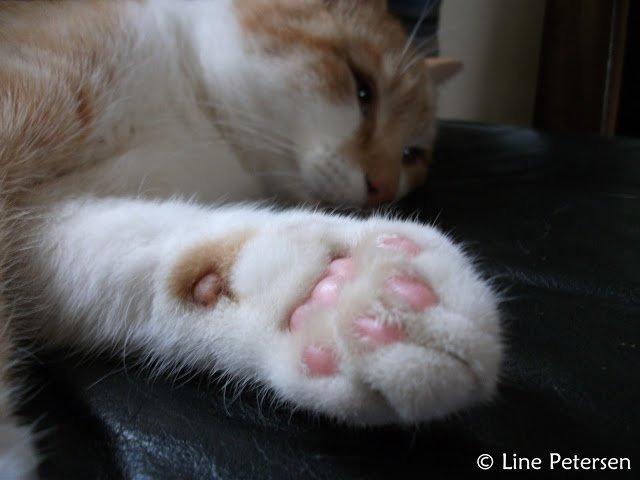 Huskat Bøv billede 4