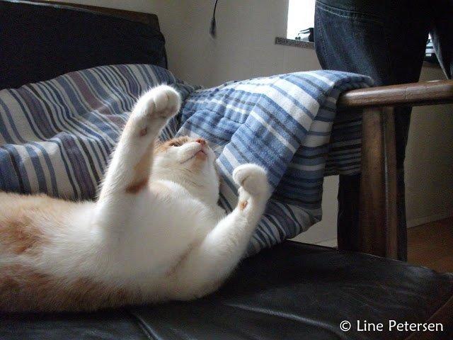 Huskat Bøv billede 5