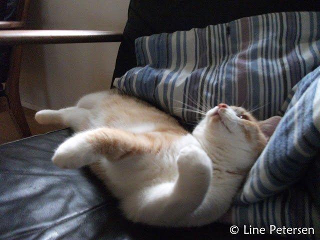 Huskat Bøv billede 6