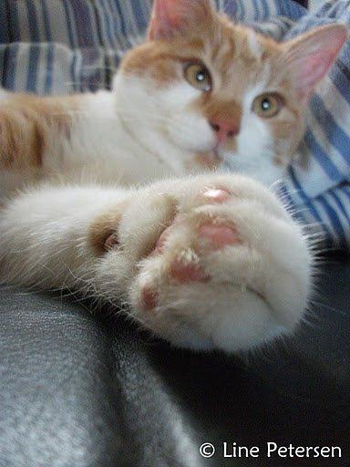 Huskat Bøv billede 7