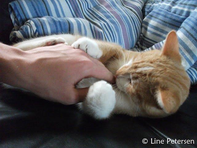 Huskat Bøv billede 8