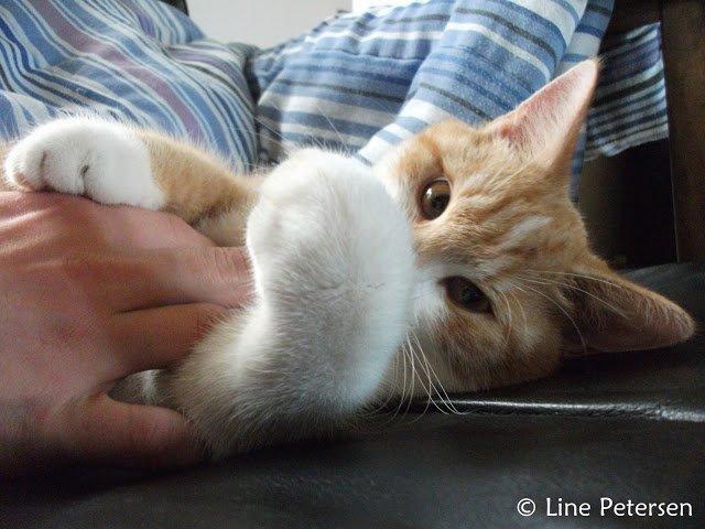 Huskat Bøv billede 9