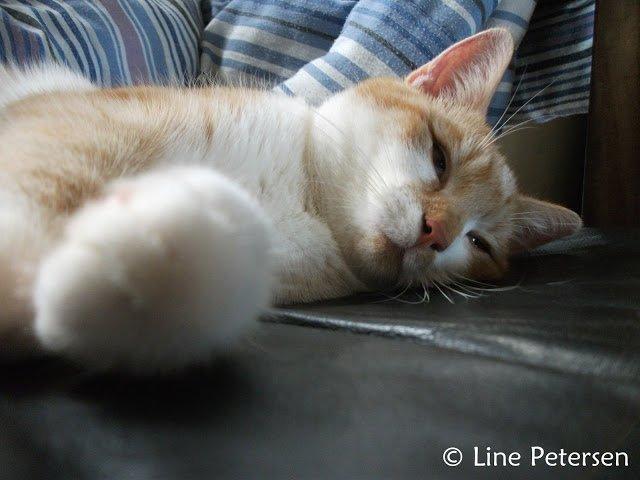 Huskat Bøv billede 10