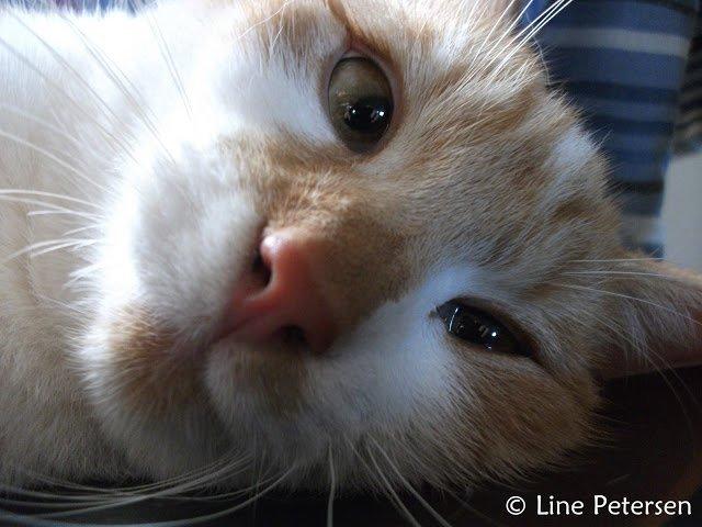 Huskat Bøv billede 11