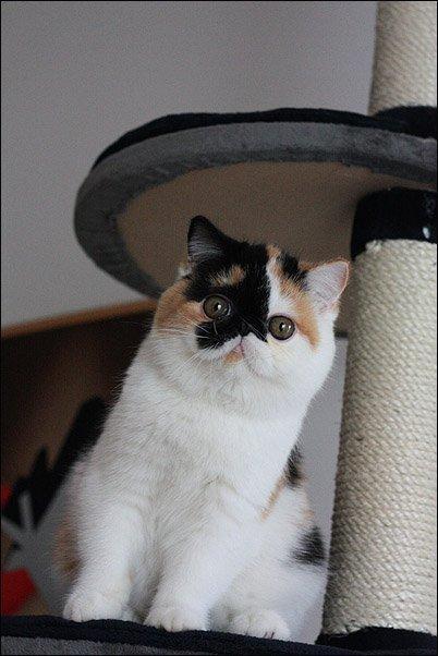 Exotic Santa billede 1