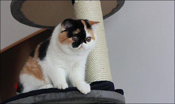 Exotic Santa billede 2